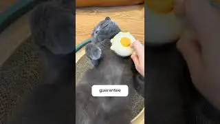 Why do cats become scared when they see a brush!