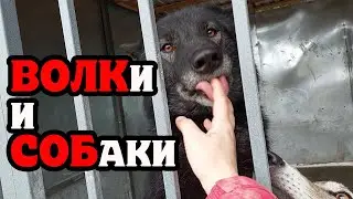 Лилу готова ехать к волку Акеле. Волкособы, хаски и шакалы.