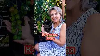 Лучшая подкормка на огороде. Калорийная Бомба для томатов и огурцов. @galabum