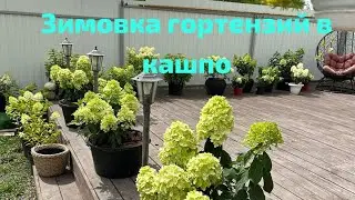Как зимуют мои гортензии в кашпо