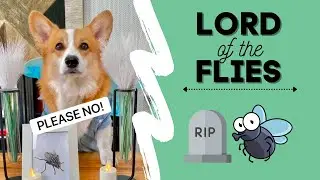 Talking dog plans a FUNERAL for a DEAD FLY! 