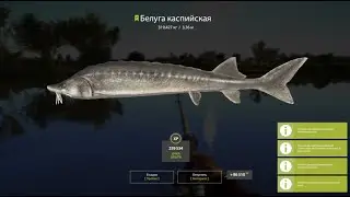 Русская Рыбалка 4 белуга каспийская 319кг ахтуба рр4