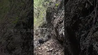 Amazing Wild Boar Daily Life In Mountain ⛰️ 🐗 #warthog #pig #boar #hog #viral #animal #wildlife