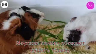 Guinea pigs love to eat grass.