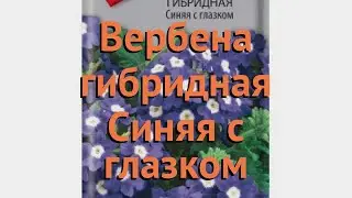 Вербена гибридная Синяя с глазком 🌿 обзор: как сажать, семена вербены Синяя с глазком