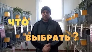 Выбираю новую мясную породу в своё хозяйство