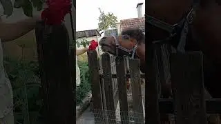 Конь и роза. 