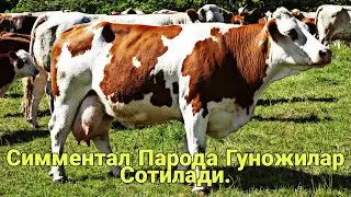 Симментал Парода Гуножилар, Бугоз Гуножилар Сотилади.