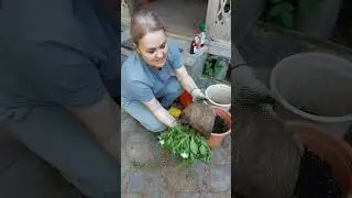 САМОЙ  ВЫРАЩИВАТЬ ПЕТУНИИ ПРОЩЕ, ЧЕМ ПОКУПАТЬ В КАШПО/ВЫСАДКА РАСТЕНИЙ У ДОЧЕРИ