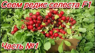 Сеем редис СЕЛЕСТА F1 Часть №1-We sow radishes SELESTA F1 Part No. 1