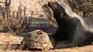 شيطان الغابه غرير العسل .. أخطر مجرم فوق سطح الأرض I قاتل الأسود والنمور والافاعى !!