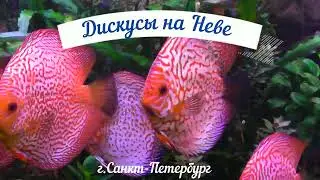 Не только о голубях. Дискусы на Неве.