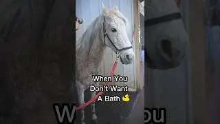 Owning A Grey Horse 😂