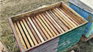 ПЧЕЛЫ ОПЯТЬ СОБРАЛИСЬ В КЛУБ. ГОЛУБИ. ПРОДАЮ СУШЬ !!! 1.03.2021