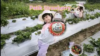 WISATA PETIK STRAWBERRY DI KINTAMANI ll LA FRESA
