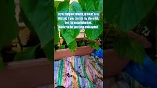 ASMR #patiogarden #gardensounds #asmrsounds #asmr #smallcontainergardening