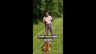 Teach Dog Hand Signals With This Drill - Funcast and Steady Back Exercises