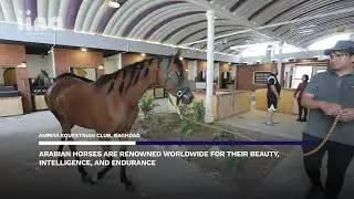 Rebirth of Horse Breeding in Baghdad with Purebred Arabians horses