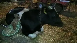 Утром на хозяйстве//куры носом крутят от нового корма.