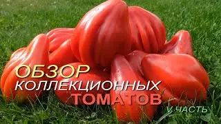 Обзор КОЛЛЕКЦИОННЫХ ТОМАТОВ. V ЧАСТЬ.