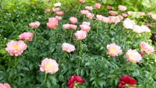 Как Цветут Коралловые Пионы Коралл Шарм,Ред Шарм?