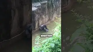 Горилла и ребёнок: Герой или угроза? История Харамбе 🦍