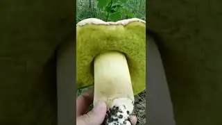Полубелые грибы!Гриб боровик лимонник.