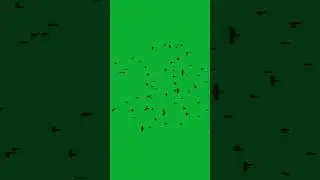 Birds green screen 