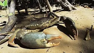 Mangroves Mud Crab 🦀 Catching | आज आकड्याने खनले मोठे मोठे चिंबोरे | प्रत्त्येक बिलात जोड़ा | Khekda