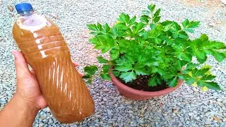Esse adubo faz qualquer planta decolar em 48 horas (Força, brilho e destrói folhas amarelas)
