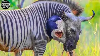 30 Tragic Moments! Zebras Injured in Fight with Wild Animals | Animal Fight