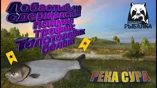 РУССКАЯ РЫБАЛКА 4 РЕКА СУРА ПЕРВЫЙ ТРОФЕЙ ИЗ ЛОБАСТЫХ ЗАШЕЛ ТОЛСТОЛОБИК БЕЛЫЙ!!!