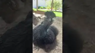 Chickens!!!! #BackyardChickens #Viral #Shorts #Subscribe #Like