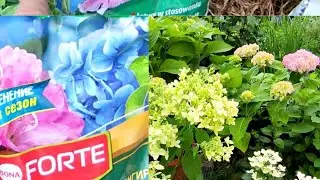 Моя схема подкормок метельчатых гортензий в течение сезона🌿🌿🌿