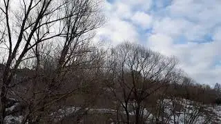 Русская подсадная утка (Елецкая линия)