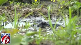 POV: Coming Face to Face with a Gator in the Wild