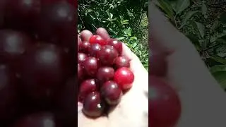 спелая 🍒 июня