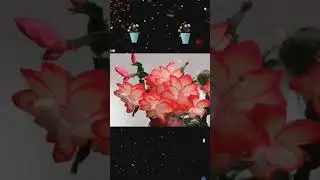 Секрет цветения декабриста - шлюмбергеры