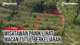 VIRAL PENAMPAKAN Macan Tutul Berkeliaran di Pantai Menganti Jawa Tengah Bikin Panik Wisatawan
