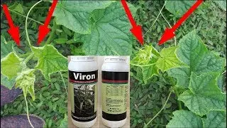 ОПАСНЫЙ Огуречный вирус МОЗАИКА!!!Как бороться!!!