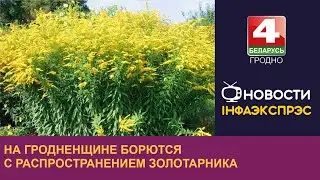 На Гродненщине борются с распространением золотарника