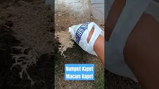 Rumput Kapet Macam Kapet