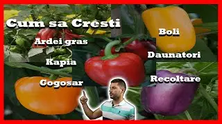 Cultivarea Ardeilor: Buruieni, Boli, Daunatori si Recoltare