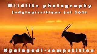 July 2021 wildlife  photographic  competition critique Kgalagadi. coaching / mentoring