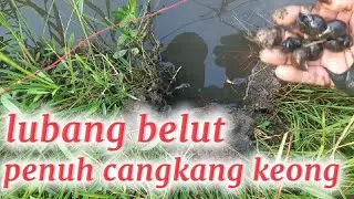 kompilasi video strike mancing belut 