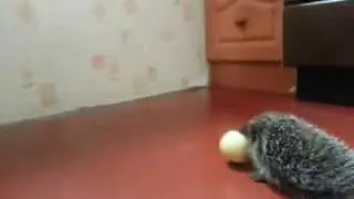 Ёжик и яблоко/Hedgehog and apple