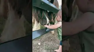 Baby meets horses for the first time...