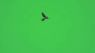 Bird flying green screen video effect.
