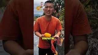 Уникальная ферма манго 😍
