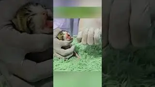 Бездомная кошка запуталась в веревке и парень спас ее